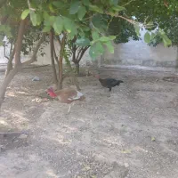 بوقلمون