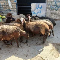 ۱۳راس میش
