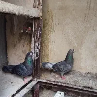 کفتر نوک ریز چشم تلسکوپی