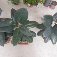 گل شاداب|گل و گیاه طبیعی|عجب شیر, |دیوار