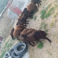 19 راس کاور و بره قزل افشار اصلی برای داشتی