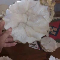 سرویس رزین