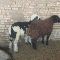 دو راس بره نرچاق  فروشی