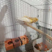 ماده قناری