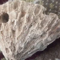 سنگ وصدف
