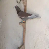کفتر بوم  دورگ کفتر بخونین