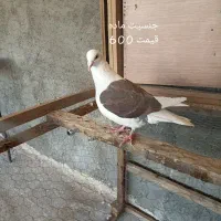 پشت گراف آلمانی. زرد کرمونی