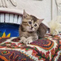 بریتیش واسکاتیش چاکلت گلد پسر کوچولو