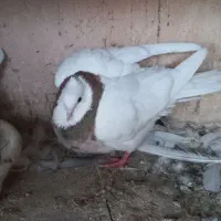 طوقی سرور