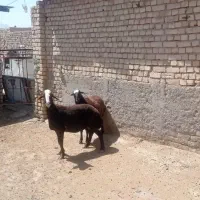 بره چاق ماده میش چاق