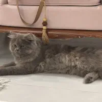 گربه ماده فحل شده