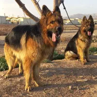 جفت یابی سگ ژرمن کینگ سایز