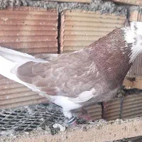 شازده بدون غلط