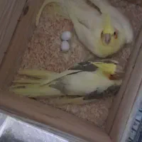 عروس هلندی مولد