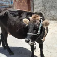 گاو وگوساله