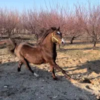 اسب|اسب و تجهیزات اسب‌سواری|سنندج, |دیوار