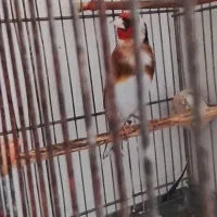 سهره جوجه قفس نر