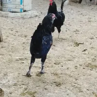 حدود 30عدد گلین 1تا 5ماهه نیمچه خروس