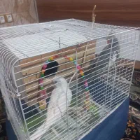 یک جفت عروس هلندی