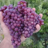 پیش فروش یک هکتار انگور بیدانه قرمز