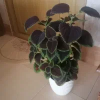 گل مخمر