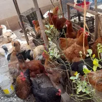 تعدادی مرغ محلی بفروش میرسدوتعدادی جوجه برهماوگلین|حیوانات مزرعه|بندر انزلی, متروپل|دیوار
