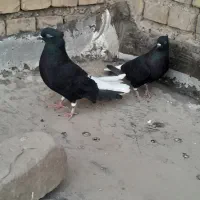 کبوتر