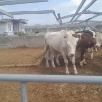 فروش گوساله