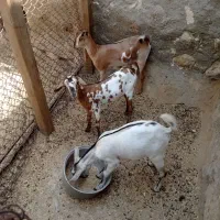 فروش بز وچندعددکهره