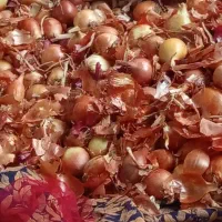 پیاز تازه