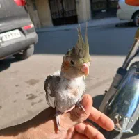 عروس هلندی جوجه