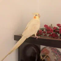 طوطی عروس هلندی
