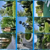 کاشت درخت وهرس درخت فنس کشی باغ