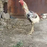 فروش خروس لاری