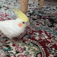 عروس هلندی گمشده
