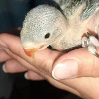 طوطی ملنگو سبز درشت و گوشتی   جوجه