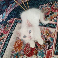 گربه پرشین نر 5ماه