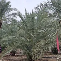 پاجوش پیارم