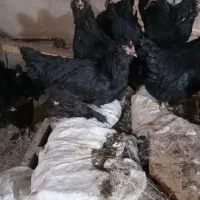 جوجه مرغ وخروس سیاه مرندی اصیل وتخم نطفه دارمرندی