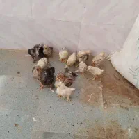 جوجه  سلطان