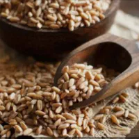 فروش گندم بذری