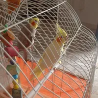 عروس هلندی