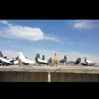 کبوتر شهری