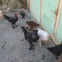 مرغ و خروس محلی