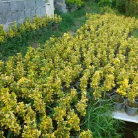 شمشاد طلایی سطل ۳ و ۷ یاس هلندی