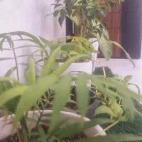 مژه کار وناخن کار