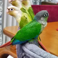 جوجه طوطی گرینچیک خانگی