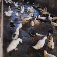 فروش اردک