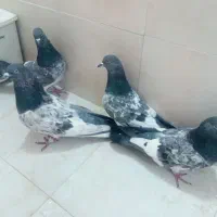 دوجفت پاکستانی کشیده وبلند