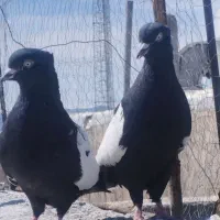 سینه سیاه و گلی سینه سفید